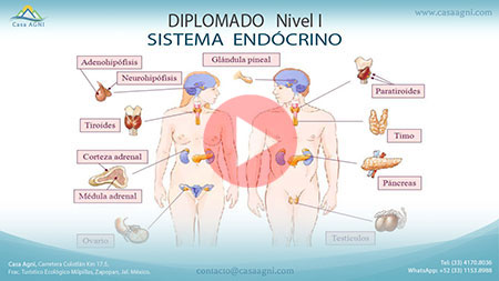 15-Sistema Glandular