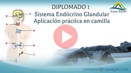 15-Sistema Glandular